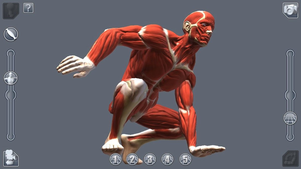 artpose_muscles_1200px